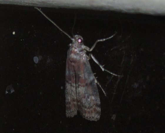 Acrobasis marmorea (Pyralidae)?